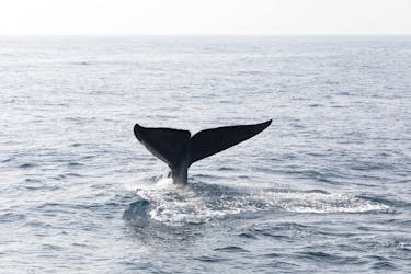 TUI Tours: observação de baleias e golfinhos de Trincomalee